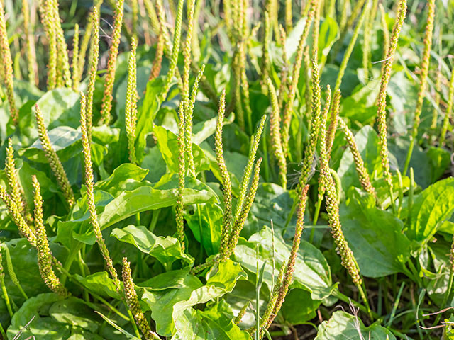 psyllium-crop